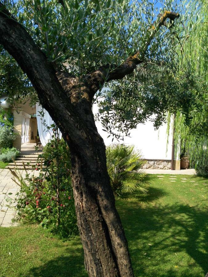 I Salici Villa Marina di Massa Exterior photo